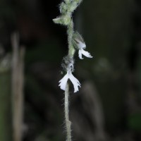 Zeuxine longilabris (Lindl.) Trimen